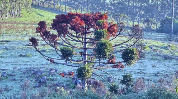 Frio e geada: Inmet emite avisos para áreas do Sul do país