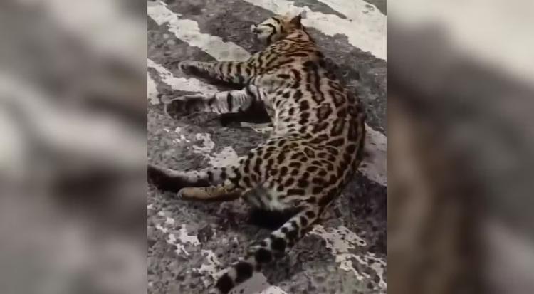 Jaguatirica resgatada após atropelamento não resiste aos ferimentos e morre em Jundiaí