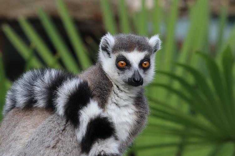 Offerta Speciale Famiglie – Gita fuori porta al Giardino Zoologico di Pistoia