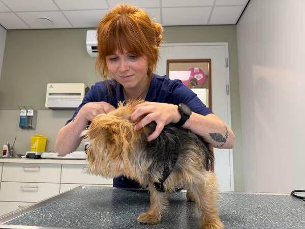 Dierenartsen waarschuwen voor grasaren: "Controleer uw hond na elke wandeling"
