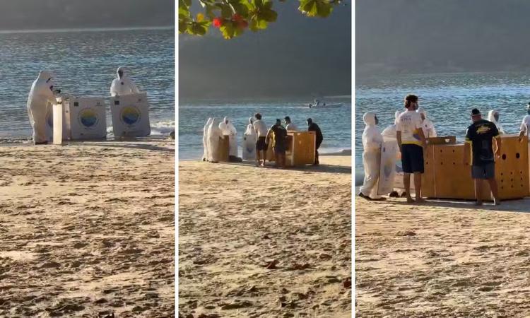 Lobo-Marinho desnutrido resgatado no Rio de Janeiro pode ter percorrido mais de 3,7 mil km desde a Antártica; entenda