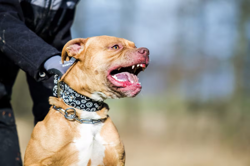 Un nene de 4 años murió atacado por un pitbull: detuvieron a su madrina, que había quedado a cargo del niño