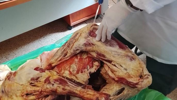 أعلاف دواجن لتغذية الماشية.. خبرة بيطرية “تدين” بائع أغنام والنيابة العامة تدخل على الخط