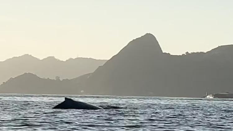 Golfinhos e baleias encantam moradores com aparições na Baía de Guanabara