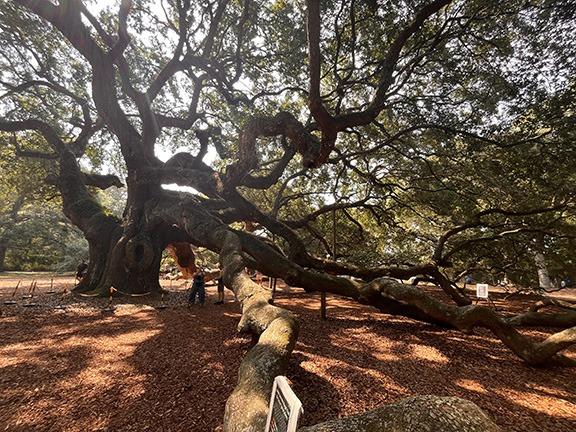 The Angel Oak Park is located on Johns Island where you can find what is known as 