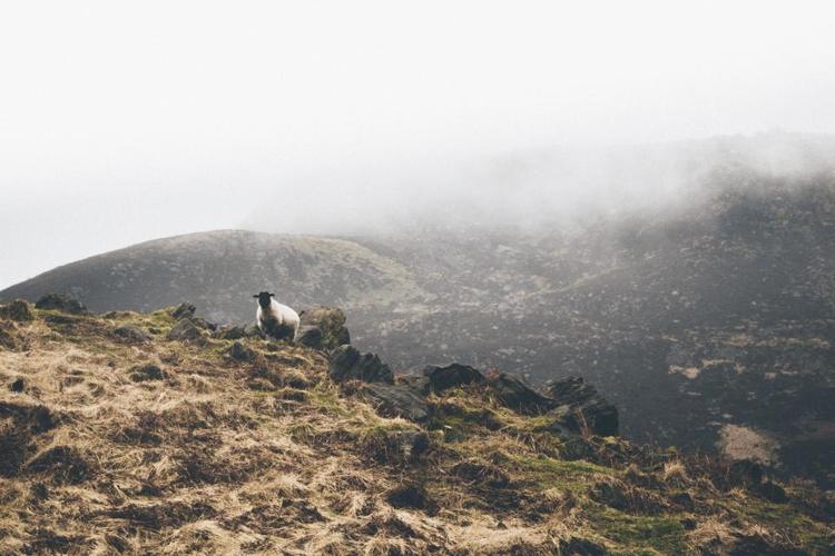 The Wounded Shepherd: The Passive Aggressive Congregant