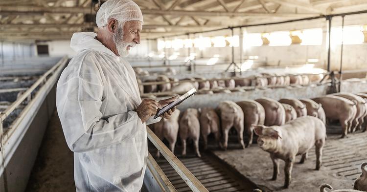 Cooperativa Cotripal usa ultrassom e aplicativo para classificar potencial de desenvolvimento animal na pecuária de precisão