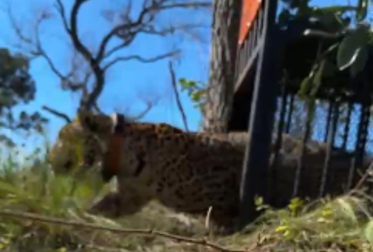 Onça capturada após ataques em Corumbá é solta na Serra do Amolar
