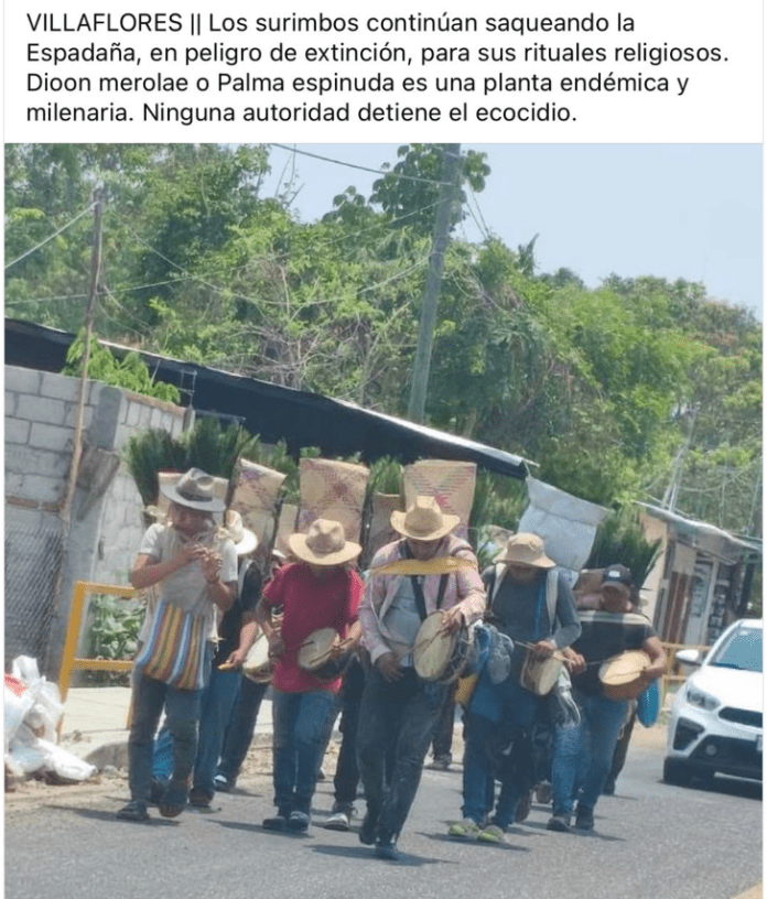 Surimbos: no solo cortan, cuidan y siguen con tradición de la espadaña