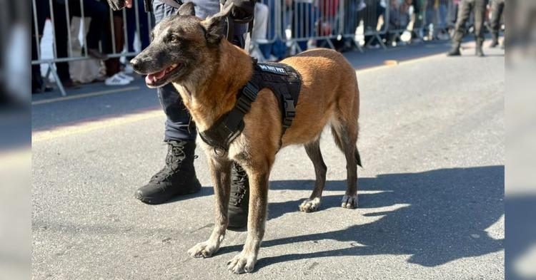 Após seis anos de atuação no K9, cão Black da Guarda Municipal é homenageado em Balneário Camboriú