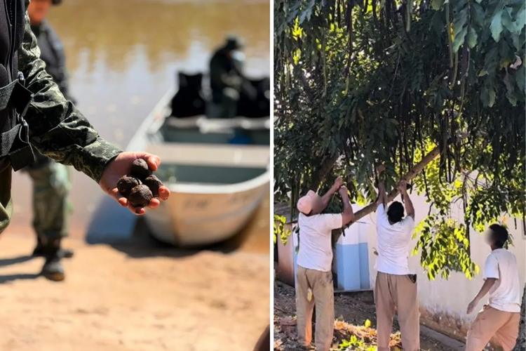 Projeto entre Polícia Ambiental e detentos devolve à natureza cerca de 5 milhões de sementes no interior de SP