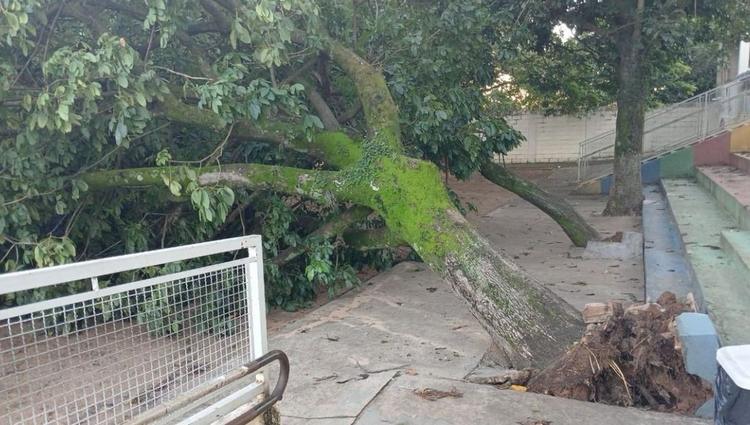 Árvore cai em pátio de escola durante a chuva em Marília