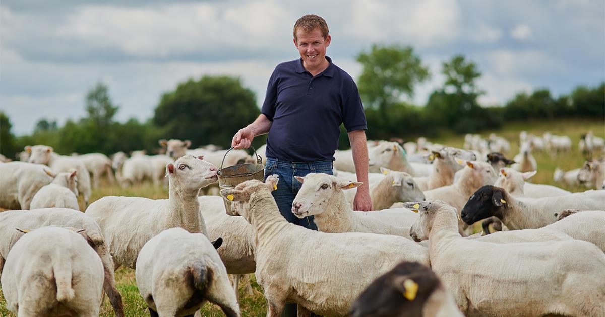 Cooperativa de ovinos impulsiona renda de produtores rurais no Piauí