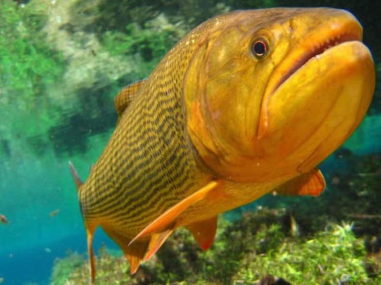 O peixe que é o ‘rei do rio’ e teve captura autorizada em MS apesar da pesca ser proibida
