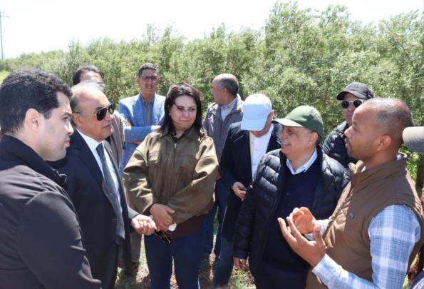 مسودة تلقائية