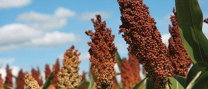 “Lazy” Crop Roots: Traditional Sorghum Outperforms on Recycled Phosphorus