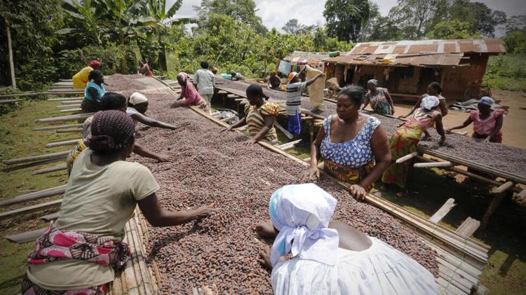 Bras de fer entre les producteurs de cacao ivoiriens et le pouvoir