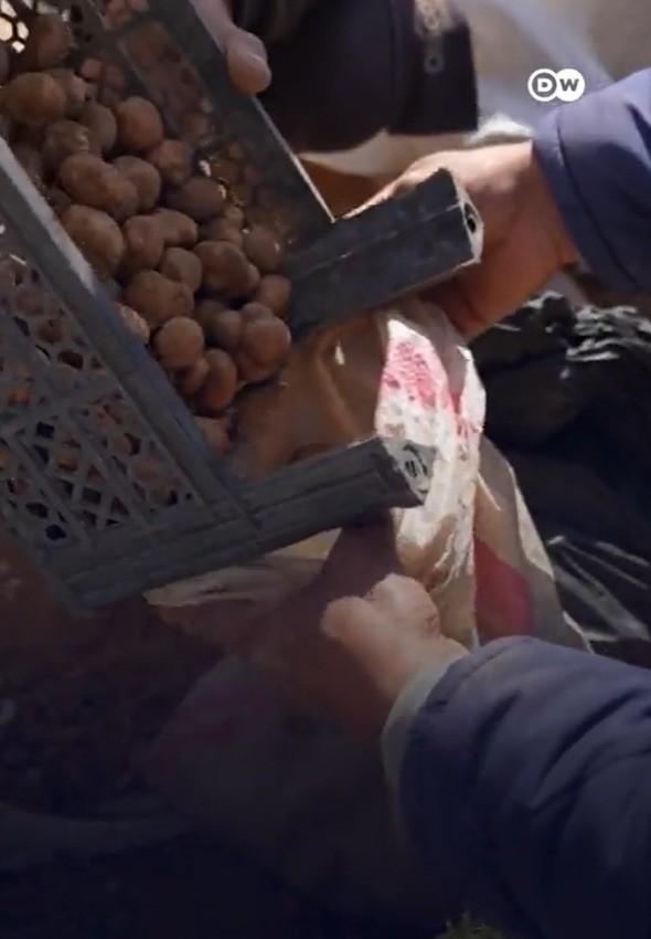 ‘Iguarias banhadas em sangue’: caçadores de trufas arriscam a vida em meio a minas terrestres na Síria
