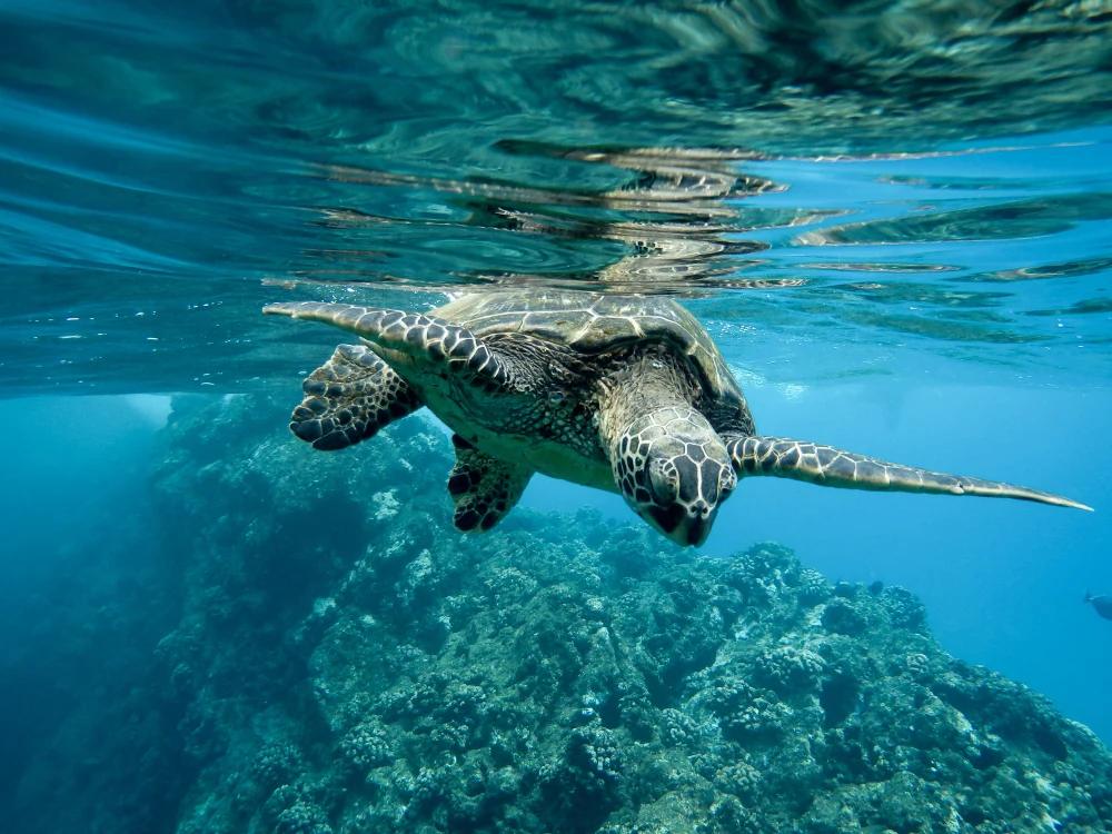 Ascea, nuova illuminazione per proteggere le tartarughe Caretta caretta