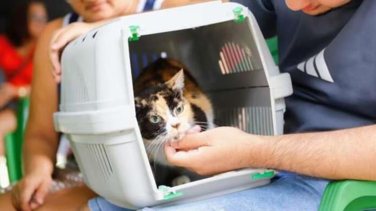 DF oferece 1,8 mil vagas de castração gratuita para cães e gatos; veja como participar