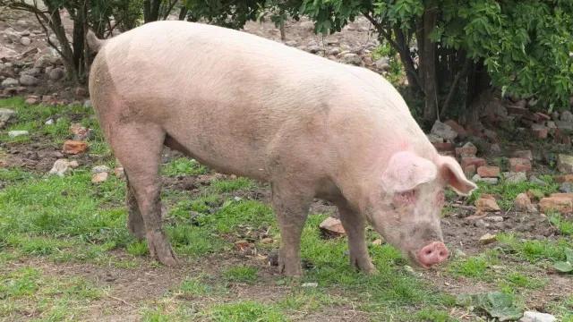 Morre porco clonado em projeto da USP para transplante de órgãos em humanos