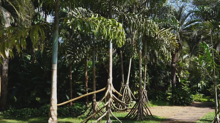 Planta que anda? Conheça a palmeira da Amazônia que parece se mover pela floresta