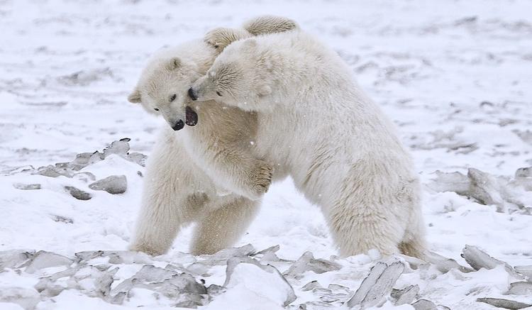Les ours polaires s’embrassent-ils ?