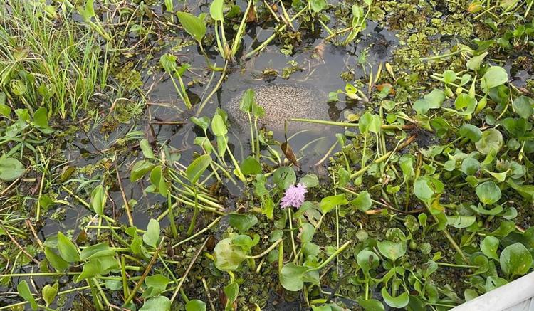 Dupla foge de perseguição náutica e descarta animal silvestre abatido em rio no interior de SP