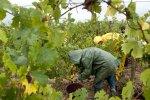 Hébergement sous tente&nbsp;: pas de généralisation au détriment des droits des salariés agricoles