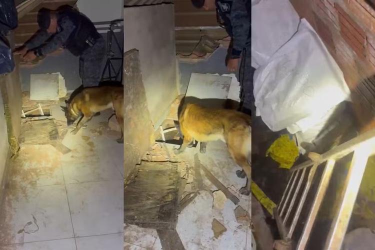 Quem é Zeus, o cão farejador que encontrou bunker com 1,2 tonelada de maconha em Campo Grande