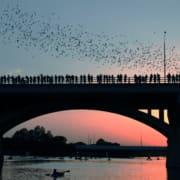 Crowd on bridge watching bats at sunset