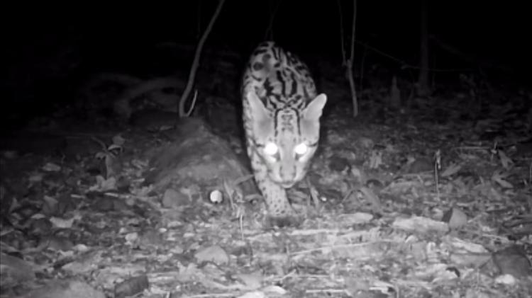 Jaguatirica é registrada por câmeras em reserva ambiental na Serra Gaúcha