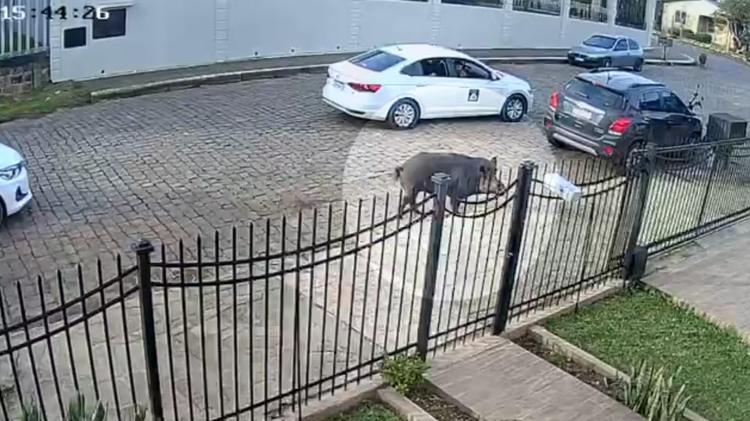 VÍDEO: Presença de 'javaporcos' nas ruas assusta moradores de cidade do interior do RS