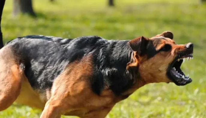 كلاب شرسة تهاجم صاحبها وترديه قتيلا داخل منزله بطنجة