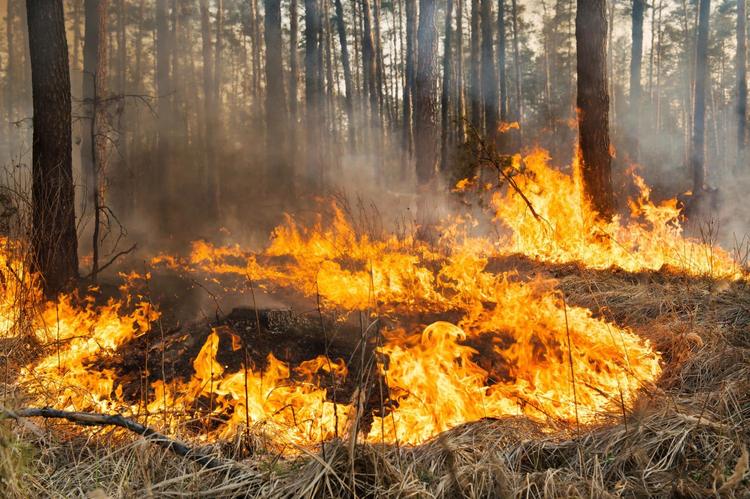 Chine : trois morts dans les incendies de forêt
