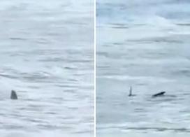 Em casos como do tubarão filmado no Guarujá (SP), PM diz que o recomendado é sair da água: 'estamos no espaço dele'