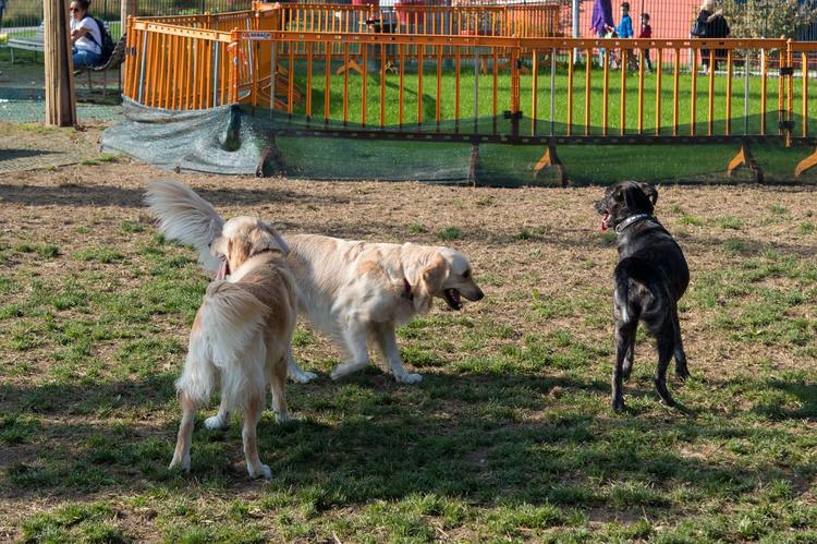 Dogs playing in a dog park