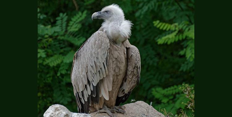  Gänsegeier vom Opel Zoo