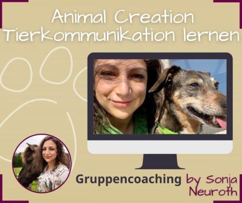 Tierkommunikation lernen online für Anfänger