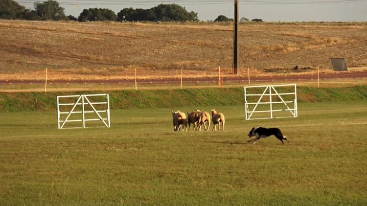 VÍDEO: mais de 100 cachorros Border Collie participam de campeonato de pastoreio no Paraná e disputam vaga no mundial