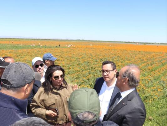 مسودة تلقائية