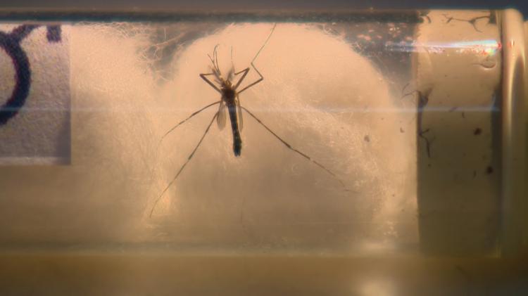Dengue: RS chega a 109 mortes pela doença no ano