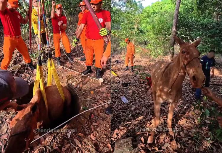 Burro cai em buraco de seis metros e fica três horas preso até ser resgatado; VÍDEO