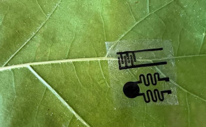 Plant Sensors Could Detect Crop Stress Earlier