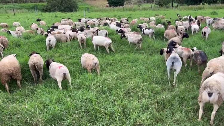 VÍDEOS: Inter TV Rural deste domingo, 14 de junho