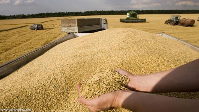 توقعات بانخفاض واردات المغرب من القمح إلى 3.7 ملايين طن