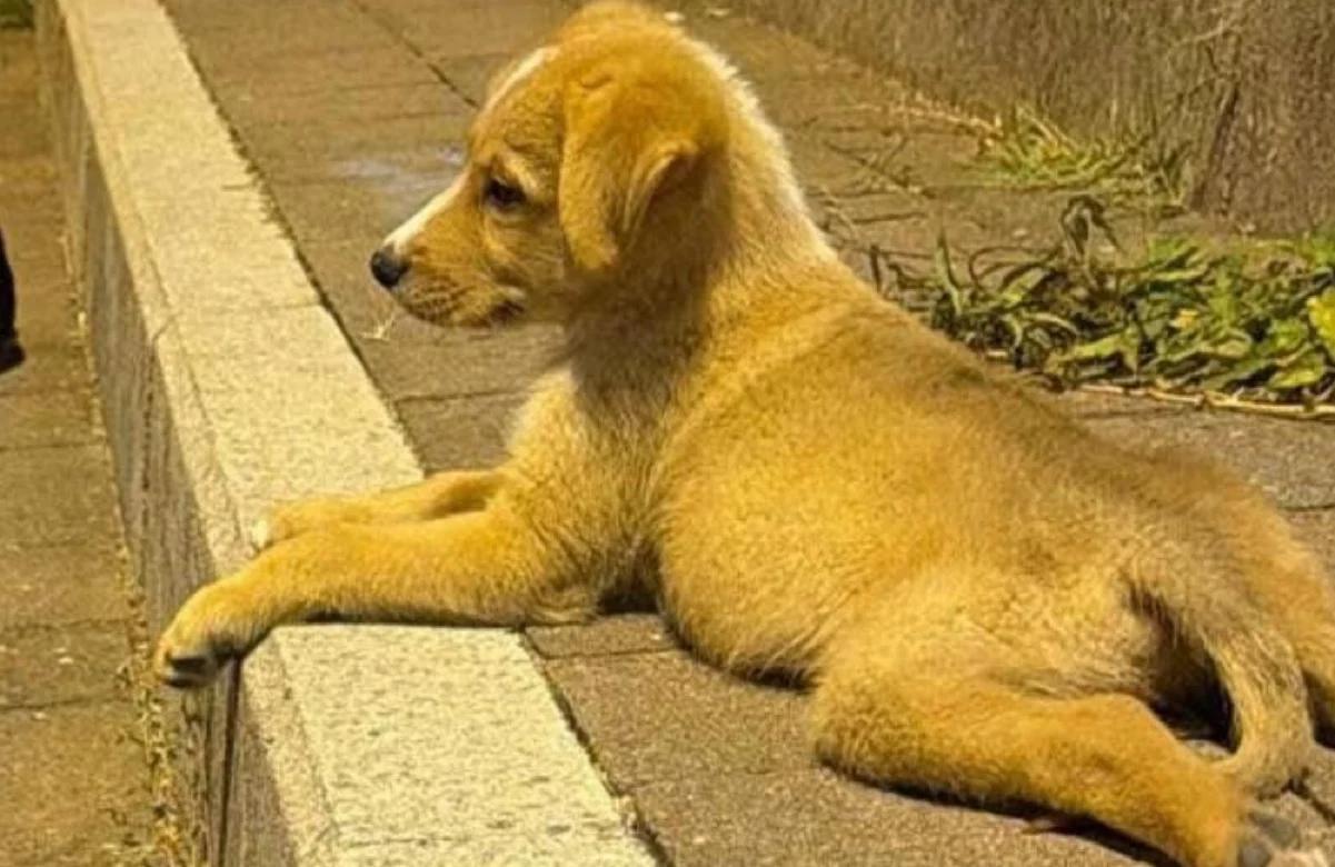 Cucciolo di due mesi abbandonato a Ferragosto ad Agropoli: appello per l’adozione