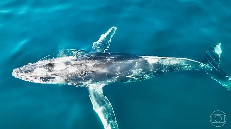 Baleias-jubarte atravessam oceanos, passam pelo Brasil e fazem maior deslocamento já registrado