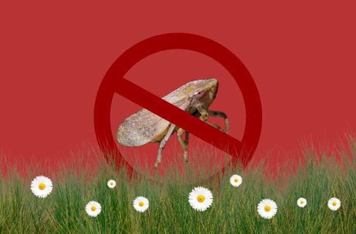 🚨 OBBLIGO INTERVENTI CONTRO XYLELLA FASTIDIOSA 🌿 In riferimento alla D.G.R. n. 1075 del 29 luglio 2025, che approva il...
