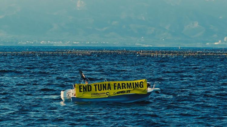 Campaña 'END TUNA FARMING' impulsada por la organización Compassion in World Farming (CIWF).